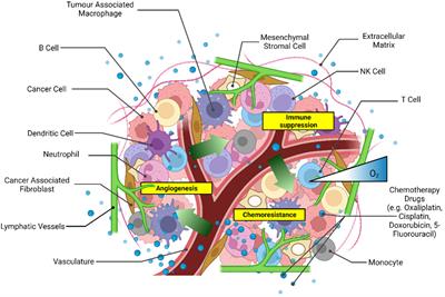 Three-dimensional heterotypic colorectal cancer spheroid models for evaluation of drug response